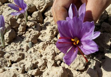 خشکسالی به زعفرانکاران خوشابی خسارت زد