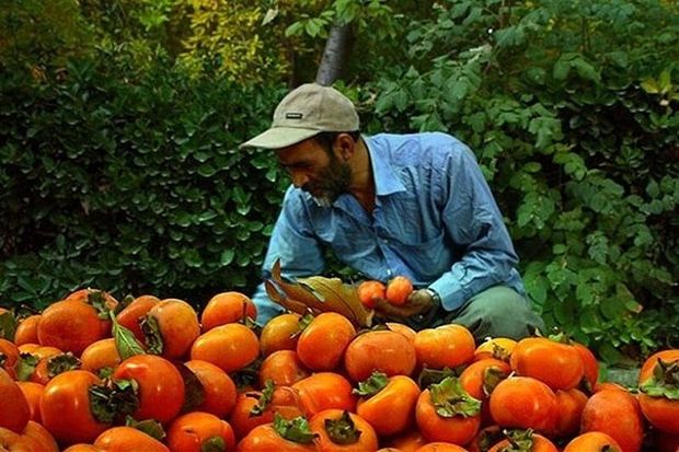 ۶۵۰ تن خرمالو از باغ‌های قزوین برداشت می‌شود