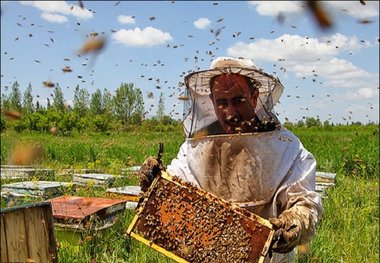 افزایش 16 درصدی تولید عسل در سمنان