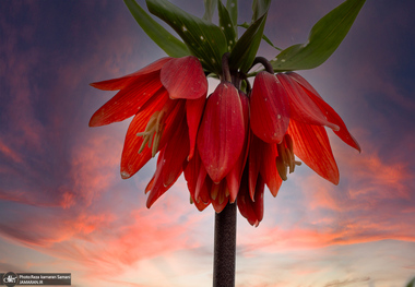 تصاویر بی نظیر از دشت لاله‌های واژگون کوهرنگ