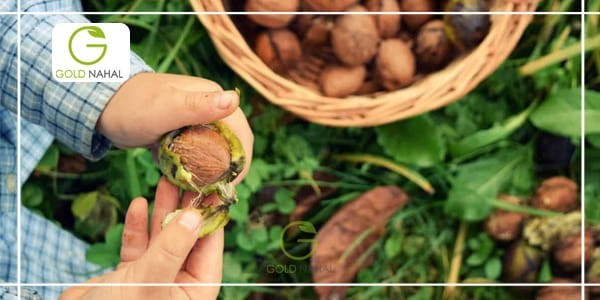 معرفی بهترین نهال گردو برای مناطق سردسیر و مناطق گرمسیری