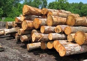 کشف یک تن چوب جنگلی قاچاق در قائم شهر