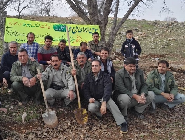 طرح جنگلانه، راهی برای نجات جنگل ها