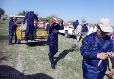 76 هزار هکتار از مراتع سیستان و بلوچستان علیه ملخ صحرایی سمپاشی شد