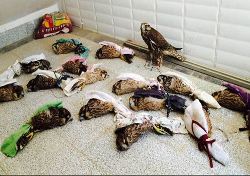 کشف بیش از 490 دام طی ماه گذشته در پارک ملی بوجاق  قاچاق پرندگان نادر به کشورهای حاشیه خلیج فارس