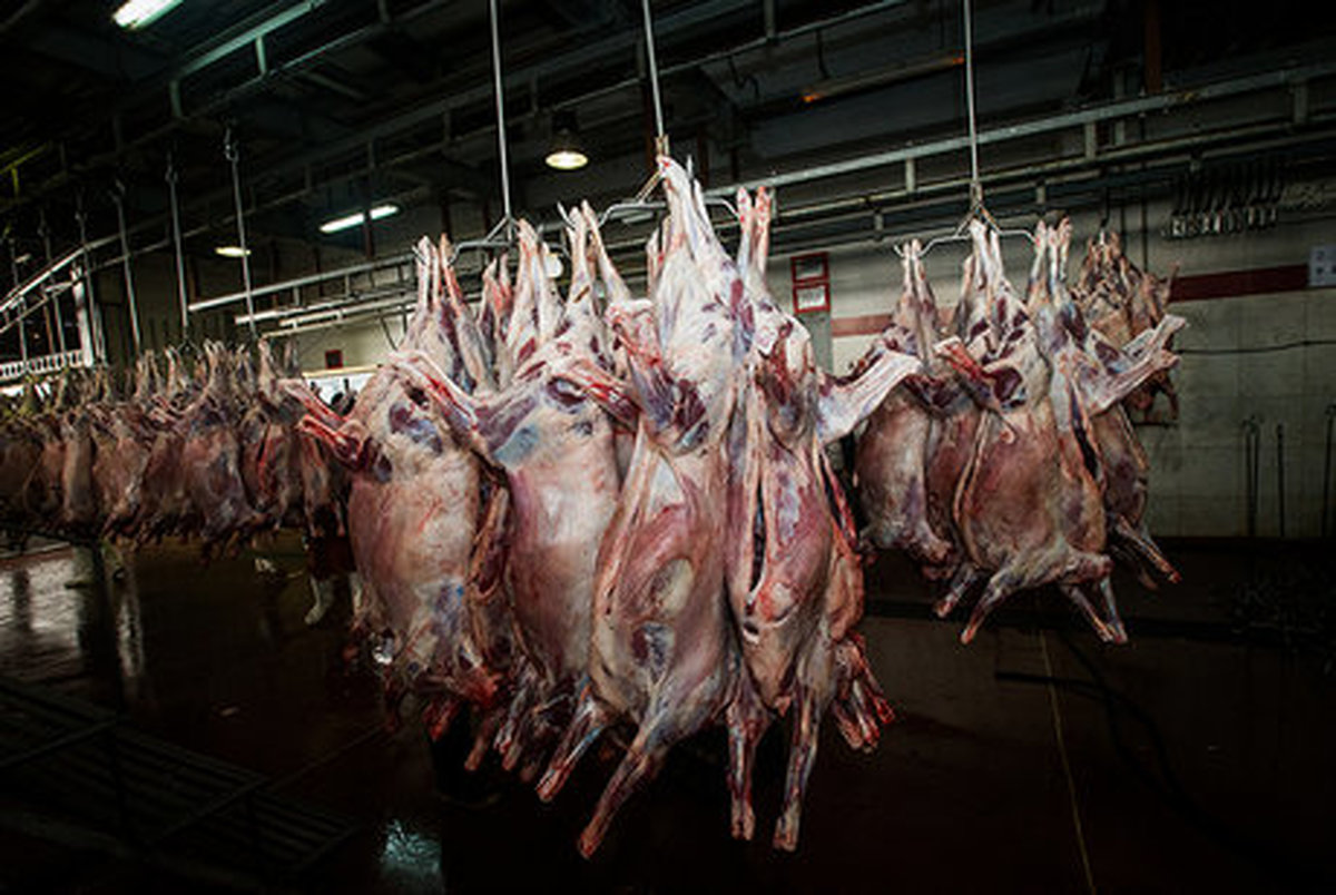 افزایش 2هزارتومانی قیمت گوشت گوسفندی