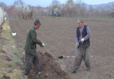 ۴۵۰۰ خانوار عجب‌شیری مشغول کشت سیب‌زمینی هستند