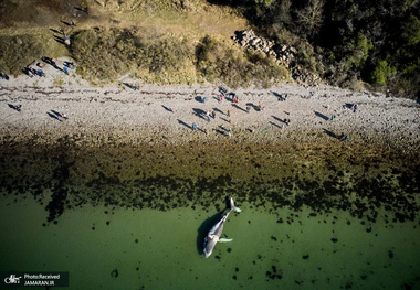 منتخب تصاویر امروز جهان - 14 فروردین 1404 