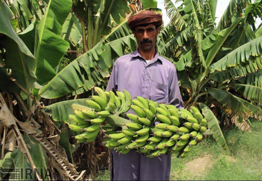 کنارک قطب تولید محصولات گرمسیری سیستان و بلوچستان