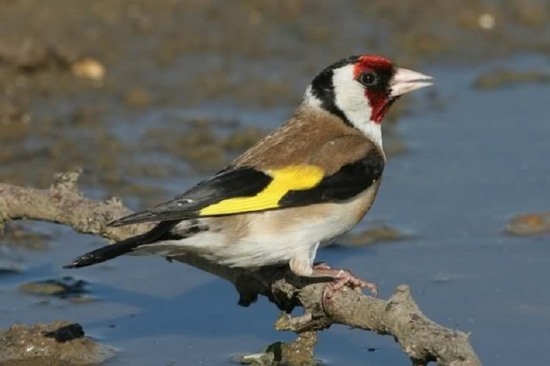 15 قطعه پرنده سهره طلایی در بویراحمد کشف شد