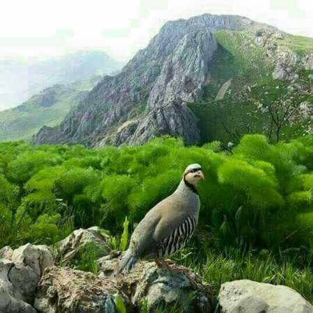 فرهنگ سازی رکن مهم حفاظت از طبیعت کهگیلویه و بویراحمد است