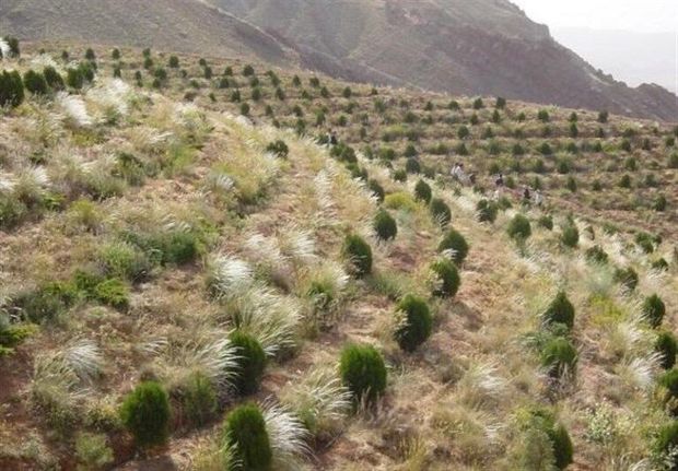 جنگل‌کاری با هدف تولید آب صورت می‌گیرد