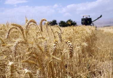 سامانه پهنه بندی آماده ثبت اطلاعات گندم کاران قزوینی است