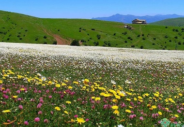 54 گونه فندق در جنگل فندقلو نمین شناسایی شد