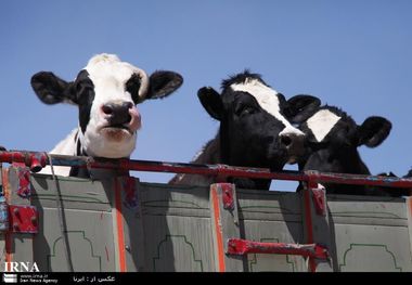 حمل و نقل دام بدون مجوز دامپزشکی در ورامین ممنوع است