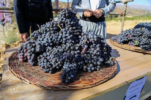 ۲۷ هزار تن انگور سیاه از تاکستان‌های سردشت برداشت می‌شود