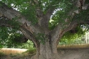 درخت گردوی کهنسال روستای زناسوج در فهرست آثار ملی ثبت شد