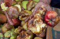 کشاورزان میوه کشمیر با ضررهای هنگفتی مواجه شدند (6)