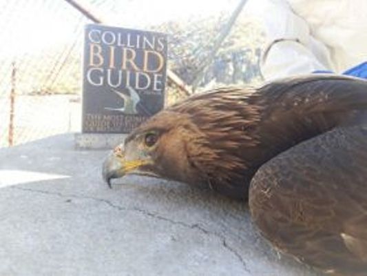 حلقه گذاری و رهاسازی یک بهله عقاب طلایی در لرستان