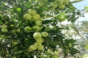 راه اندازی پویش نذر سیب در مهریز