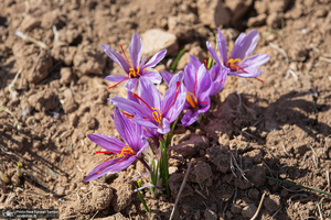 برداشت زعفران از مزارع استان چهارمحال و بختیاری