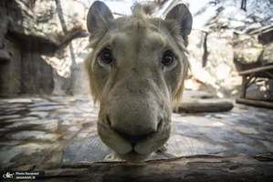 منتخب تصاویر امروز جهان- 3 آبان