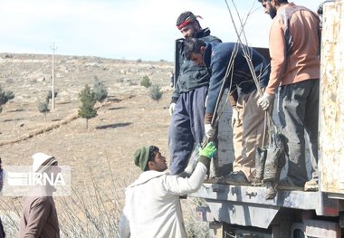 ۴۰ هکتار از منابع طبیعی زرین‌دشت احیا شد