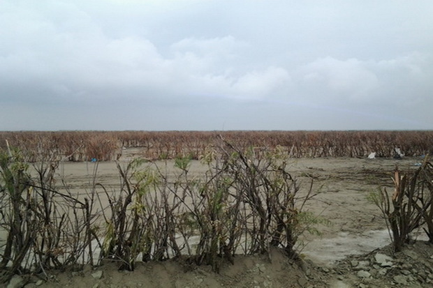 200 هزار هکتار زمین حاشیه دریاچه ارومیه بیابان زدایی شد