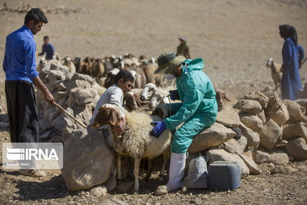 بیش‌از ۲۳۲ هزار راس دام در سیستان و بلوچستان علیه بیماری بروسلوز واکسینه شدند