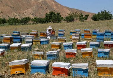 زنبورداران کوچ‌رو آستارا برگ تردد می‌گیرند