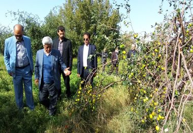 برداشت کنار پیوندی در دشتی استان بوشهر آغاز شد