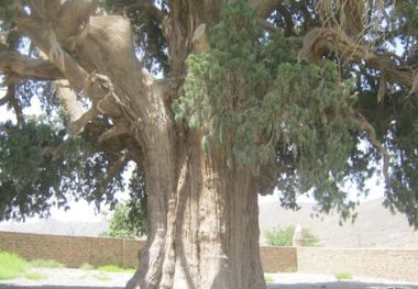 پویش مردمی معرفی و حفظ درختان کهنسال اردکان  
آغاز شد