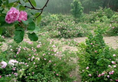 کارآفرینی با گل ِ گلاب در روستای جیربند بهشهر