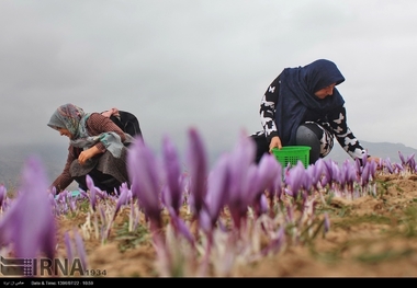 زعفران کاران گلستان وام اشتغال روستایی می گیرند