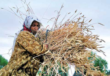 آغاز خرید تضمینی گندم از کشاورزان استان مرکزی