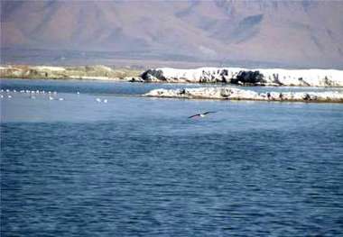 تالاب کویری میقان اراک گنجینه ارزشمندی از سرمایه های طبیعی و جانوری