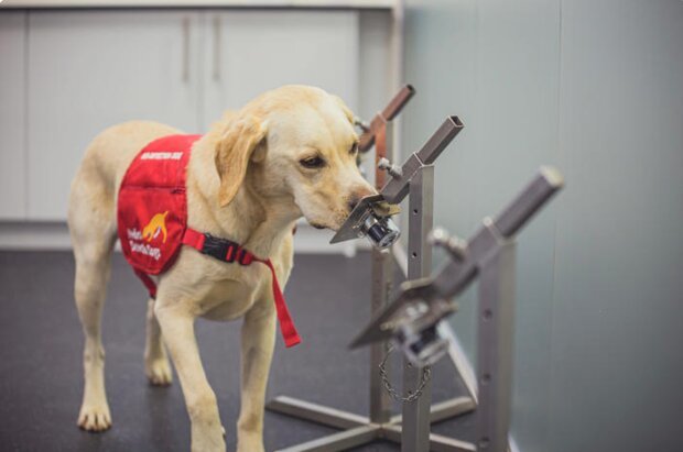 سگ ها کرونایی ها را با دقت ۹۴درصد شناسایی می کنند