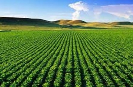 اجرای طرح های کلان کشاورزی از رویکردی مهم وزارت کشاورزی است