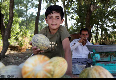 گرمک، نان آور 1200 خانواده کردستانی است