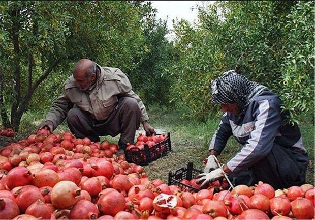 161 هزار تن محصولات کشاورزی در ساوه تولید شد