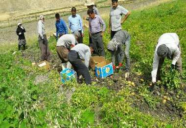 برداشت 600 تن سیب زمینی در چرام برای نخستین بار