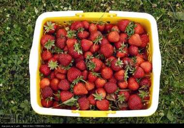 اختصاص 275 هکتار از گلخانه های جنوب کرمان به محصول توت فرنگی