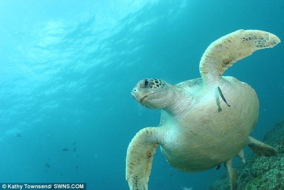 عامل مرگ‌ومیر ۴۰ درصد از لاک‌پشت‌های دریایی شناسایی شد+ تصاویر