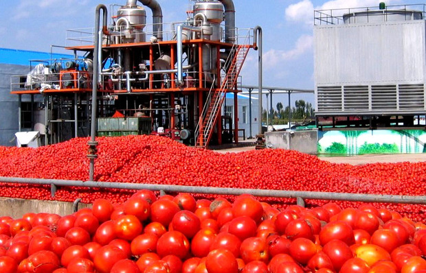 دولت تدبیر پنج کارخانه رب گوجه در جنوب کرمان ایجاد کرد