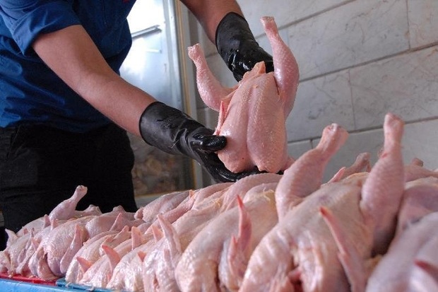 تامین گوشت قرمز راهکاری برای کاهش قیمت مرغ
