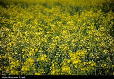 ۴ هزار تن دانه روغنی کلزا از مزارع شهرستان دهلران برداشت می‌شود