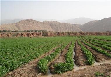 کشت 120 هکتار کرفس در طارم و پیش بینی برداشت 11هزار تن محصول