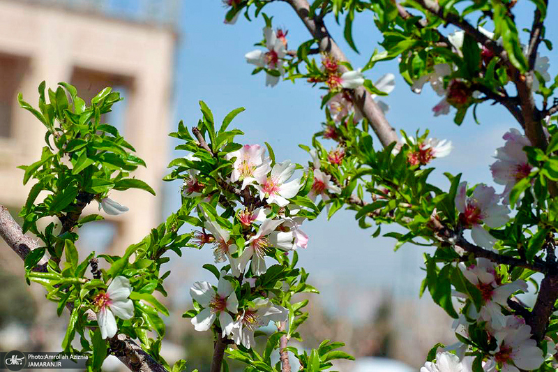 حال و هوای بهاری در حرم مطهر امام خمینی (س)