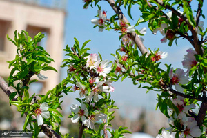 حال و هوای بهاری در حرم مطهر امام خمینی (س)