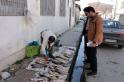 ماهیان بدون تاریخ در سبد غذایی مردم زنجان